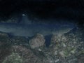 Whitetip Reef Shark Triaenodon obesus Royalty Free Stock Photo