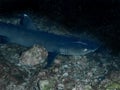 Whitetip Reef Shark Triaenodon obesus Royalty Free Stock Photo