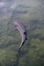 Whitetip reef shark Triaenodon obesus, Punta Moreno, Isabela Island, Galapagos Islands Royalty Free Stock Photo