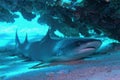 Whitetip reef shark Triaenodon obesus resting under the coral reef Royalty Free Stock Photo