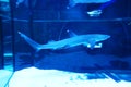 Whitetip reef shark Triaenodon obesus . Shark\'s eye close-up in blue tones. Royalty Free Stock Photo