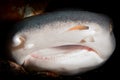 A whitetip reef shark, Triaenodon obesus Royalty Free Stock Photo