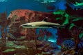 Whitetip reef shark or white tipped reef shark is family of Carcharhinidae requiem sharks