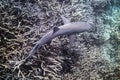 Whitetip Reef Shark