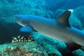 Whitetip Reef Shark