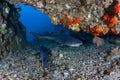 Whitetip Reef Sharks in Cave Royalty Free Stock Photo