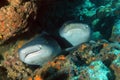 Whitetip Reef Sharks Royalty Free Stock Photo