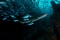 Whitetip shark