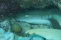 Whitetip shark in cave Royalty Free Stock Photo