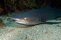 Whitetip Shark Cocos Island