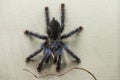 Whitetoe Tarantula Royalty Free Stock Photo