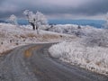 Whitetop Mountain