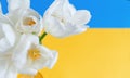 WhiteTulips flowers on a blue and yellow background Royalty Free Stock Photo