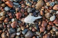Whitewashed arthropod shell on the pebbles of the seashore Royalty Free Stock Photo