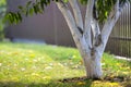 Whitewashed bark of tree growing in sunny orchard garden on blurred green copy space background Royalty Free Stock Photo