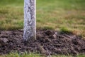 Whitewashed bark of tree growing in sunny orchard garden on blurred green copy space background Royalty Free Stock Photo