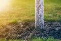 Whitewashed bark of tree growing in sunny orchard garden on blurred green copy space background Royalty Free Stock Photo