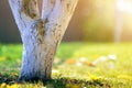 Whitewashed bark of tree growing in sunny orchard garden on blurred green copy space background Royalty Free Stock Photo