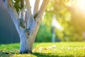 Whitewashed bark of tree growing in sunny orchard garden on blurred green copy space background Royalty Free Stock Photo
