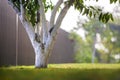 Whitewashed bark of tree growing in sunny orchard garden on blurred green copy space background Royalty Free Stock Photo