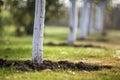 Whitewashed bark of tree growing in sunny orchard garden on blurred green copy space background Royalty Free Stock Photo