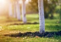 Whitewashed bark of tree growing in sunny orchard garden on blurred green copy space background Royalty Free Stock Photo