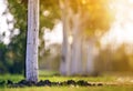 Whitewashed bark of tree growing in sunny orchard garden on blurred green copy space background Royalty Free Stock Photo