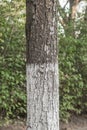 Whitewashed chestnut trunk of tree, close up Royalty Free Stock Photo