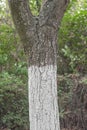 Whitewashed chestnut trunk of tree, close up Royalty Free Stock Photo