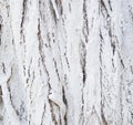 Whitewashed tree bark natural texture or background. Closeup Royalty Free Stock Photo