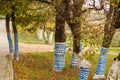 Whitewashed tree bases as protection against rodents and blue strips on top of lime Royalty Free Stock Photo