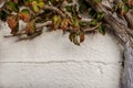 Whitewashed tree trunk and leaves bending on a white wall with space for text, Greece, October 11, 2021 Royalty Free Stock Photo