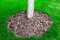 Whitewashed tree trunks mulching a bark of a tree trunk. Royalty Free Stock Photo