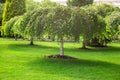 Whitewashed tree trunks mulching a bark. Royalty Free Stock Photo