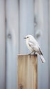 Whitewashed wooden board used to stop a serene white bird