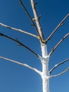 Whitewashed young fruit tree