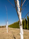 Whitewashed young fruit tree