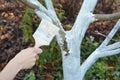 Whitewashing apple tree in autumn. Gardener with paint brush whitewashing fruit tree trunks