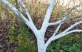 Whitewashing apple tree trunk in autumn