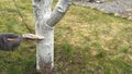 Whitewashing a cherry tree with a brush close-up. Limewash painted in trunk. Gardener protecting bark with white paint