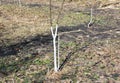 Whitewashing fruit tree garden. Painting tree in white color prevents the bark from heating too much under the spring sun