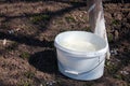 Whitewashing fruit trees, bucket with white paint in a garden
