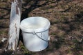 Whitewashing fruit trees, bucket with white paint in a garden