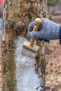 Whitewashing of fruit trees in spring garden. Human hands in gloves holding brush and whitewash bucket close-up. Man gardener