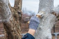 Whitewashing of fruit trees in spring garden. Human hands in gloves holding brush and whitewash bucket close-up. Man gardener