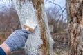 Whitewashing of fruit trees in spring garden. Human hands in gloves holding brush and whitewash bucket close-up. Man gardener