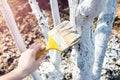 Whitewashing fruit trees trunks as method of protection from heat. Painting