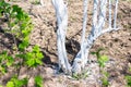 Whitewashing fruit trees trunks as method of protection from heat and sun. Painting