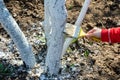 Whitewashing fruit trees trunks as method of protection from heat and sun. Painting
