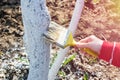 Whitewashing fruit trees trunks as method of protection from heat and sun. Painting